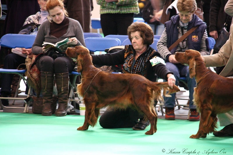 Crufts2011 237.jpg